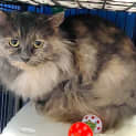Photo of Asha