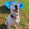 Photo of Lady