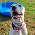 Photo of Lady