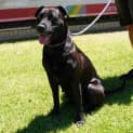 Photo of Henry, Bardock, And Shelby (F)