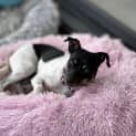 Photo of Brandy
