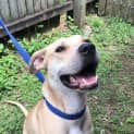 Photo of Caesar *$250 Adoption Fee*