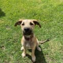 Photo of Cotton
