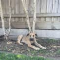 Photo of Cotton