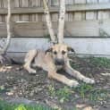Photo of Cotton