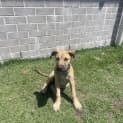 Photo of Cotton