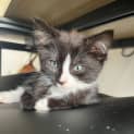 Photo of Edna Krabappel **2nd Chance Cat Rescue**