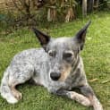 Photo of Diesel *$250 Adoption Fee*
