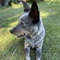Photo of Diesel *$250 Adoption Fee*