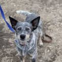 Photo of Diesel *$250 Adoption Fee*
