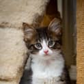 Photo of Artemis