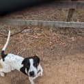 Photo of Dorothy *$250 Adoption Fee*