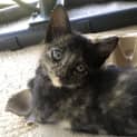 Photo of Pumpkin