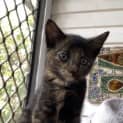 Photo of Pumpkin