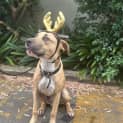 Photo of Rudolph