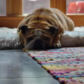 Photo of Jemma