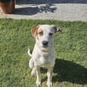 Photo of Ivy *$150 Adoption Fee*
