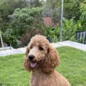 Photo of Pierre