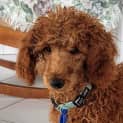 Photo of Sunnyboy