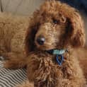 Photo of Sunnyboy