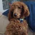 Photo of Sunnyboy