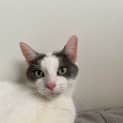 Photo of Pepper