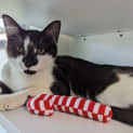 Photo of Oakley