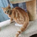 Photo of Crumb ** 2nd Chance Cat Rescue**
