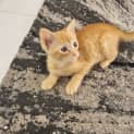 Photo of Cheddar **2nd Chance Cat Rescue**