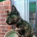 Photo of Cleo ** 2nd Chance Cat Rescue**