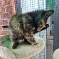 Photo of Cleo ** 2nd Chance Cat Rescue**
