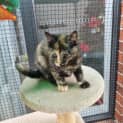 Photo of Cleo ** 2nd Chance Cat Rescue**