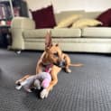 Photo of Ginger