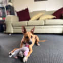 Photo of Ginger