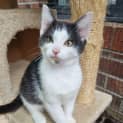 Photo of Patch