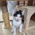 Photo of Patch