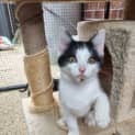 Photo of Patch
