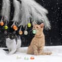 Photo of Ruebli **2nd Chance Cat Rescue**