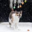 Photo of Cailler ** 2nd Chance Cat Rescue**