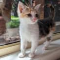 Photo of Kiki