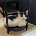 Photo of Mochi