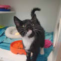 Photo of Caper