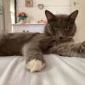 Photo of Goose