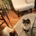 Photo of Mocha And Rose