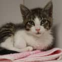 Photo of Pip