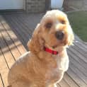 Photo of Ollie