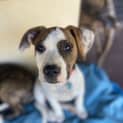 Photo of Rosie (Rosey)