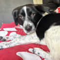 Photo of Peppi