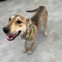 Photo of Daisy