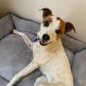 Photo of Coco 9 Year Old Jack Russell X (Trial)